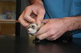 VETERINAIRE NAC 056